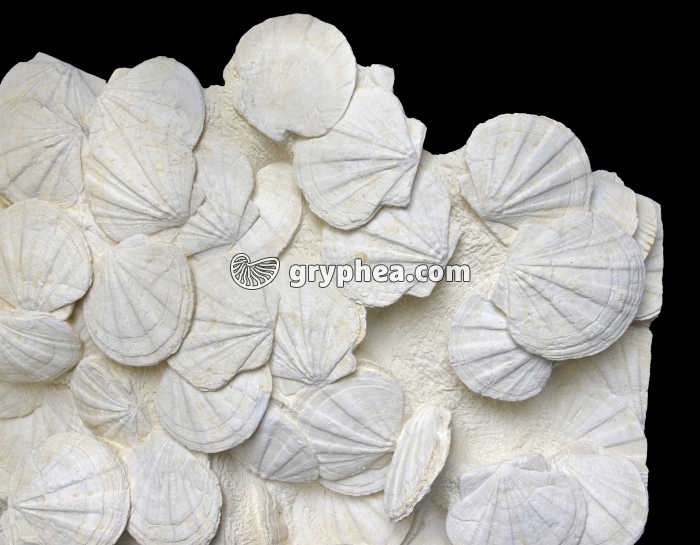 Pectens Fossiles (Coquilles Saint Jacques) - gryphea.com